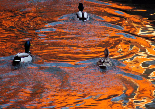 Ducks in Christo reflection